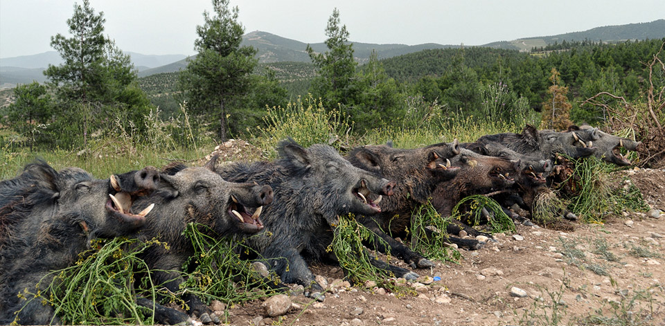 Anatolian Wild Boar
